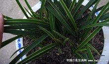 关于兰花的作文：兰花_1200字