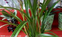 关于兰花的作文：兰花_1500字