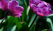 【每日天气】阳光明媚_150字