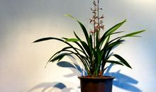 关于兰花的作文：兰花_450字