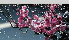 【微作文】冬阳韵雪_150字