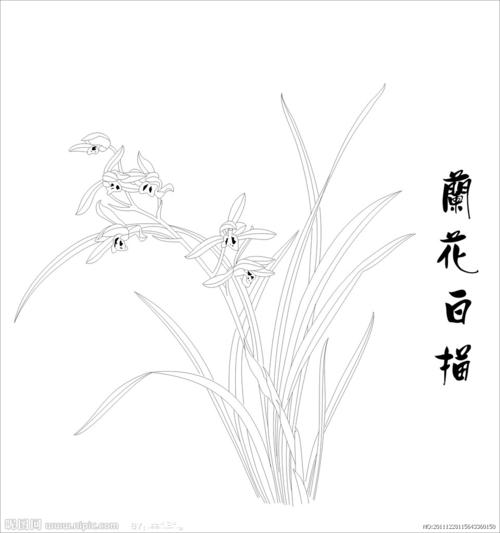 兰花的成分：兰花_400个单词