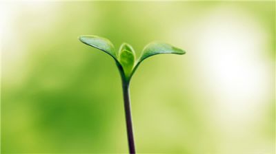 在角落里发芽_800字