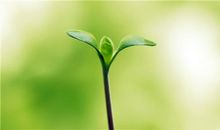 墙角的嫩芽_800字