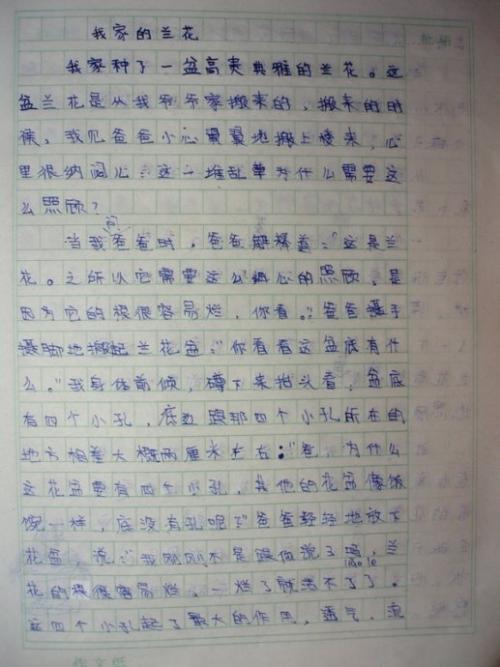 关于兰花的成分：chilians_750个单词
