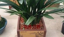 关于兰花的作文：兰花_550字