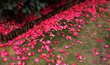 落花也美丽_600字