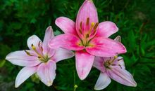 同学，记忆盛放的花朵_1500字