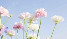 平凡也是一种美_750字