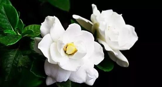 鲜花深藏_1200字