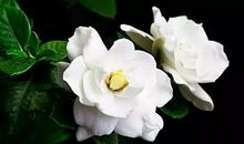 开在记忆深处的花朵_1200字