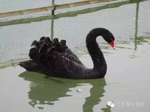 2019年五年级期末考试作文：小讨论“蟾蜍要吃天鹅肉” _600字