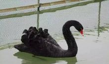 2019五年级期末考试作文：小议“癞蛤蟆想吃天鹅肉”_600字