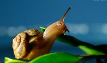 话题作文：两只蜗牛_800字