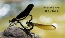 神圣的生命力_800字