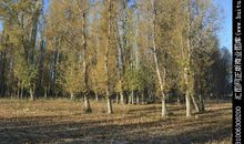 茅盾青少年文学院海选优秀作品：就爱那片白杨树