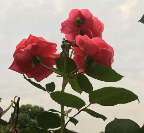 生活就像一朵玫瑰_800字