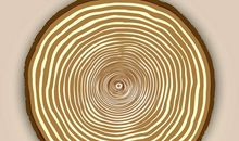 年轮上的金色_800字