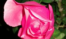 心灵深处的花香_450字