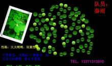 季节好段好句：春天，是追梦的季节_600字