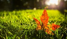 季节好段好句：秋天带着落叶_800字