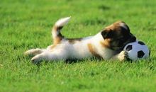 动物优美段落：顽皮可爱的狗狗段落_800字