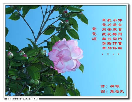 “六日”茶花晚会_450字