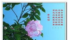 “六一”茶花会_450字