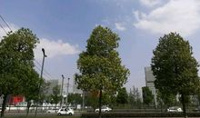 【每日天气】今天的天气很好_150字