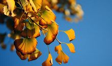 季节的好段好句：15句描写立秋的经典语句_800字