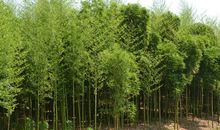 关于四季的作文：小竹林_450字