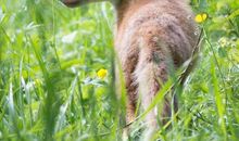 动物优美段落：动物世界段落_750字