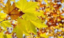 季节的好段好句：立秋谚语（一）_350字