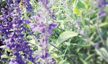 有一种美，如花绽放_350字