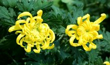 天凉好个秋_800字