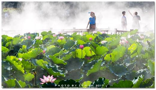 夏日荷花池_800字