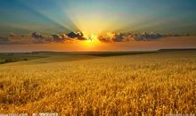 描写秋季的好句好段_350字