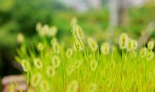 初一状物作文：小蚂蚱的狗尾巴草_800字