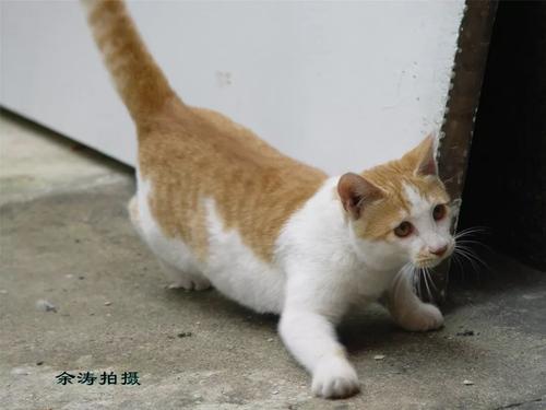 第一件事的组成：Nosy Big Yellow Dog_800个单词