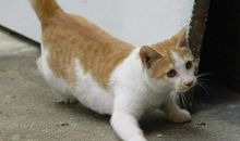 初一状物作文：爱管闲事的大黄狗_800字