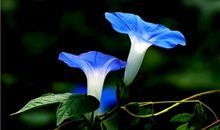 初一状物作文：顽强的牵牛花_750字