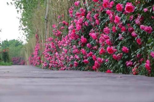 最美的绽放_450字