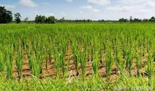 播种希望，收获光明_800字