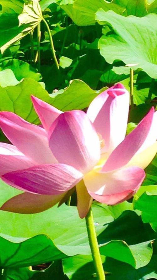 风景如画的四个季节_500个单词