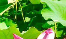 四季美如画_500字