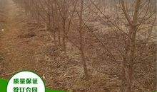 初一状物作文：桃树_750字