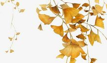 初一状物作文：秋天的银杏叶_750字