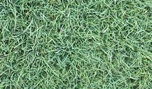 初一状物作文：家有“手机狗”_750字