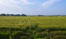 家乡的麦田_450字