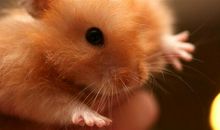 可爱的小仓鼠_450字